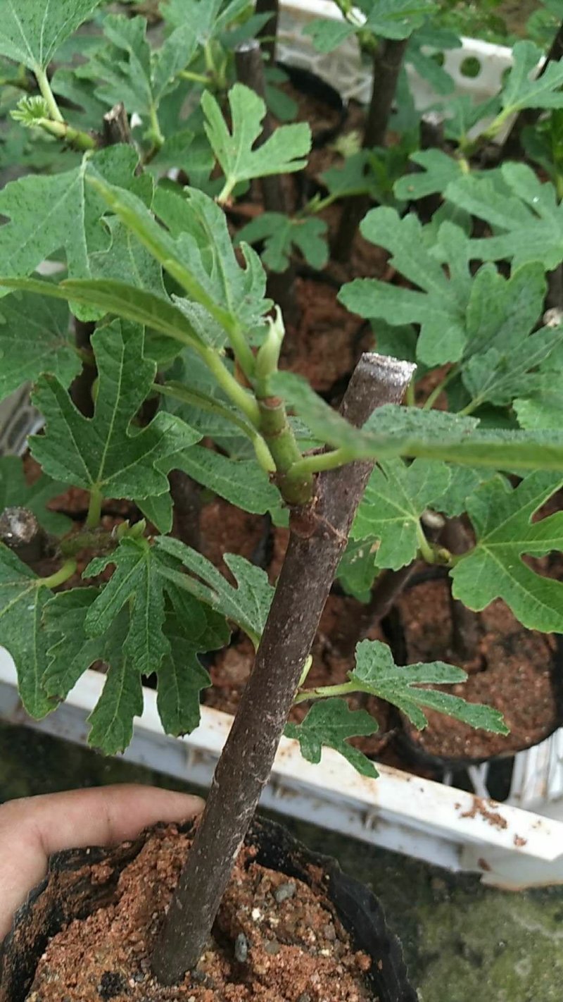 波姬红无花果苗
