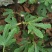 波姬红无花果苗