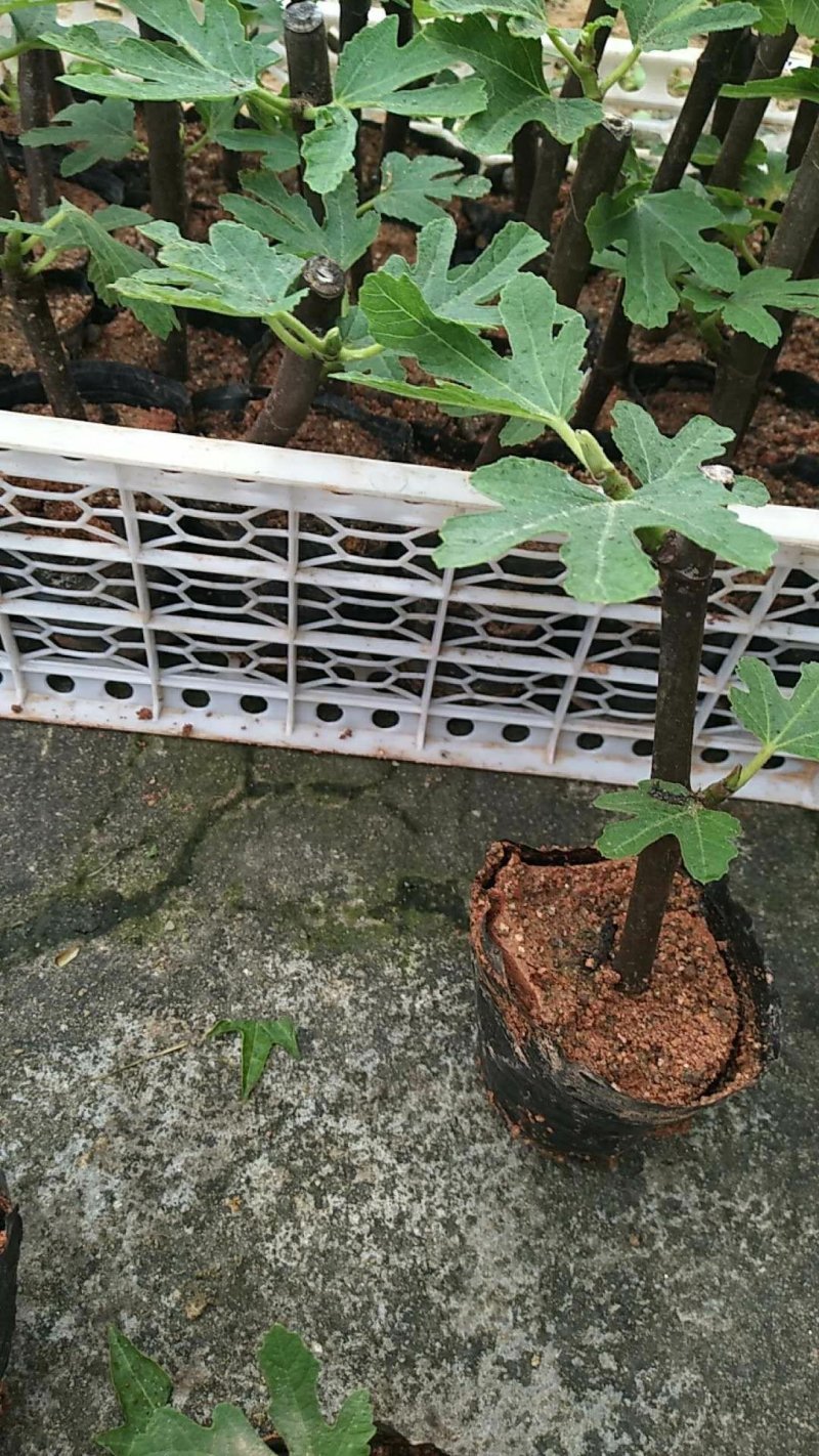 波姬红无花果苗