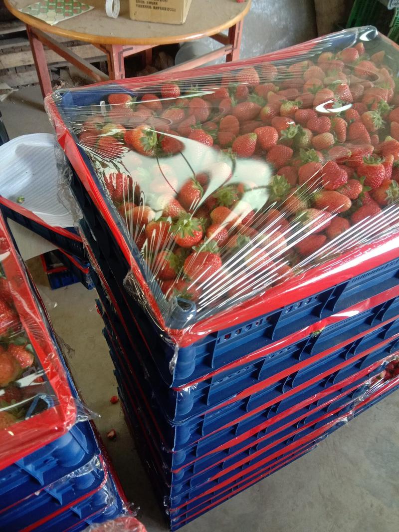 精品宁玉草莓，江苏产地直销新鲜采摘，大量供应电商社区团购