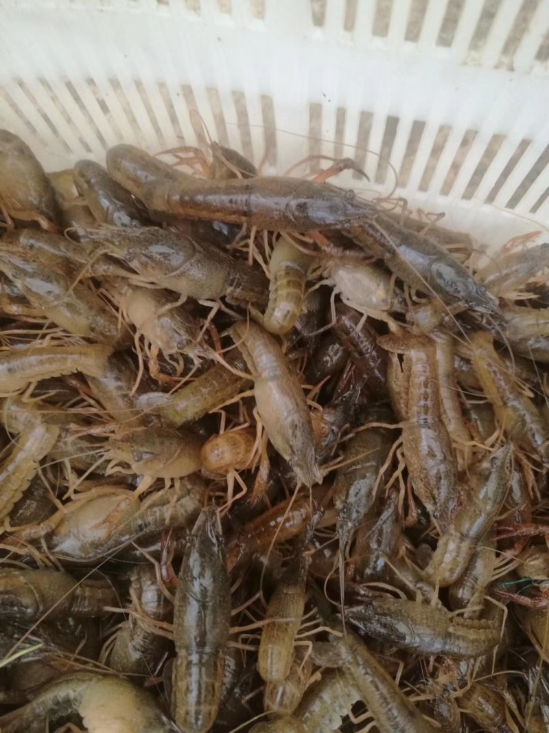 龙虾