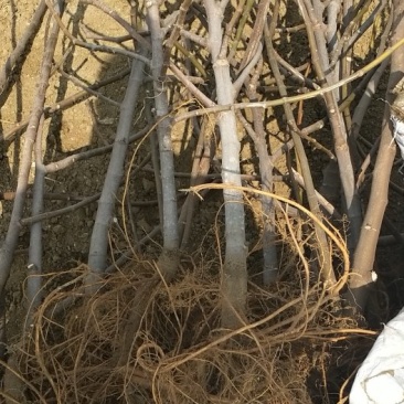 青皮无花果树苗2年3年苗