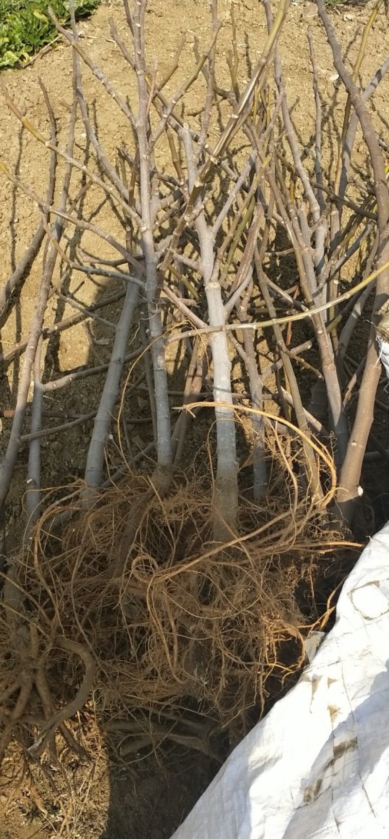 青皮无花果树苗2年3年苗