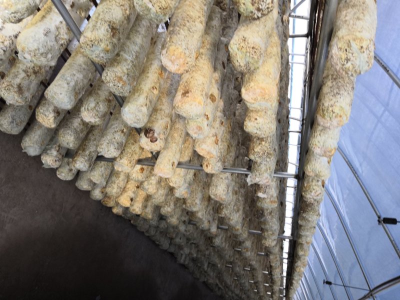 遵义养殖大棚温室大棚安装蔬菜大棚建设连栋大棚