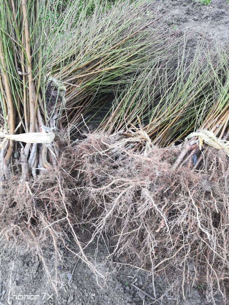 桃树苗《黄桃苗》基地直发现挖批发，保证成活，