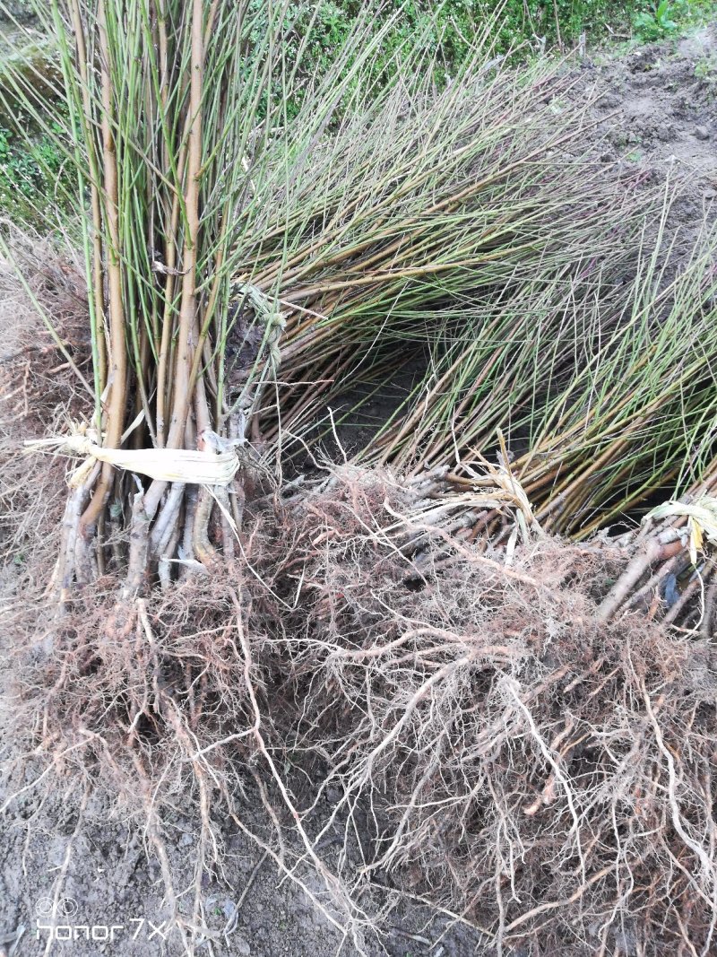 桃树苗《黄桃苗》基地直发现挖批发，保证成活，