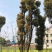 香樟丛生香樟多杆香樟多头香樟全冠香樟基地直供