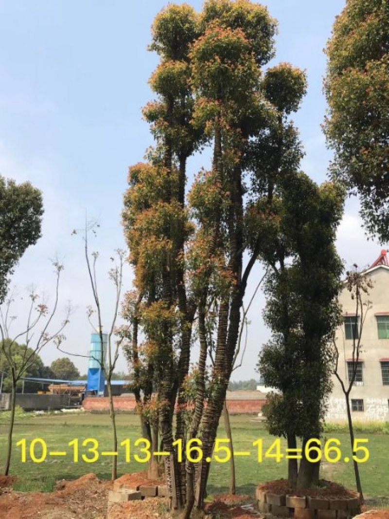 香樟丛生香樟多杆香樟多头香樟全冠香樟基地直供