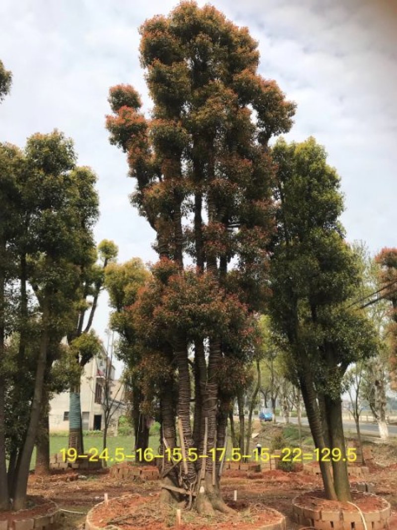 香樟丛生香樟多杆香樟多头香樟全冠香樟基地直供