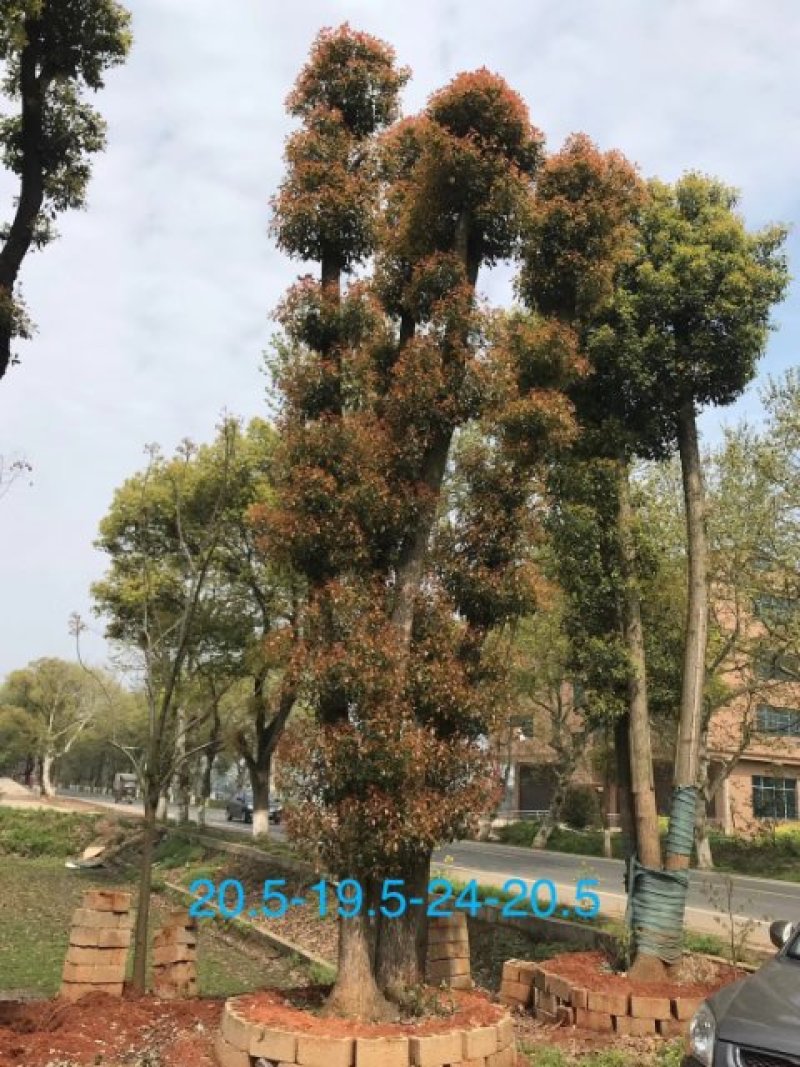 香樟丛生香樟多杆香樟多头香樟全冠香樟基地直供