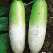 青萝卜