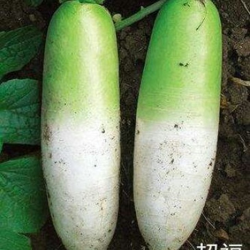 青萝卜