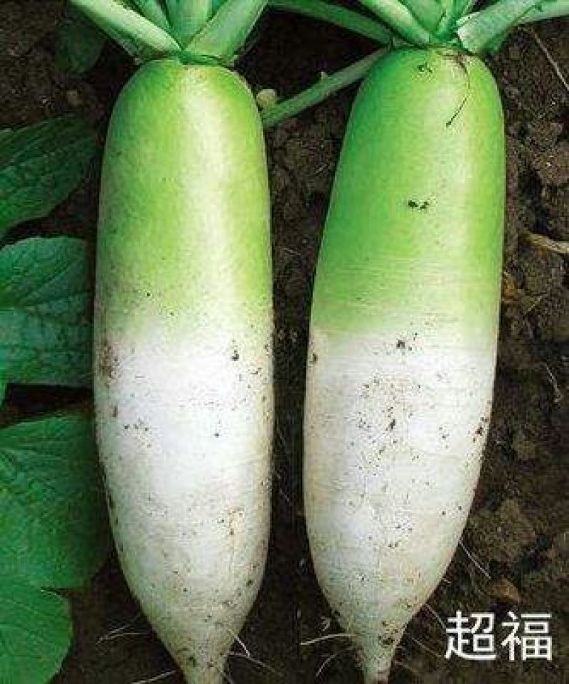 青萝卜