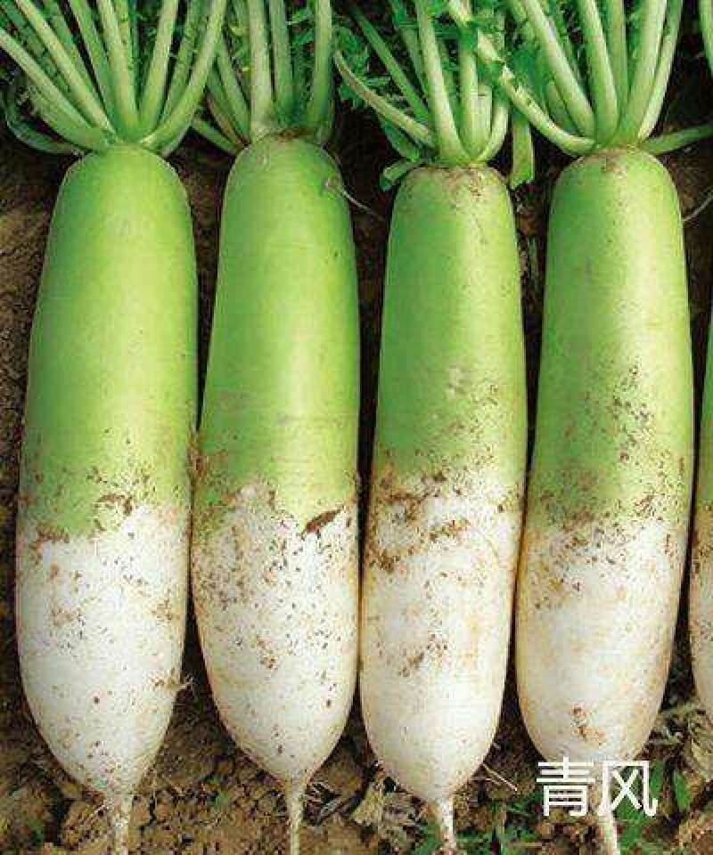 青萝卜