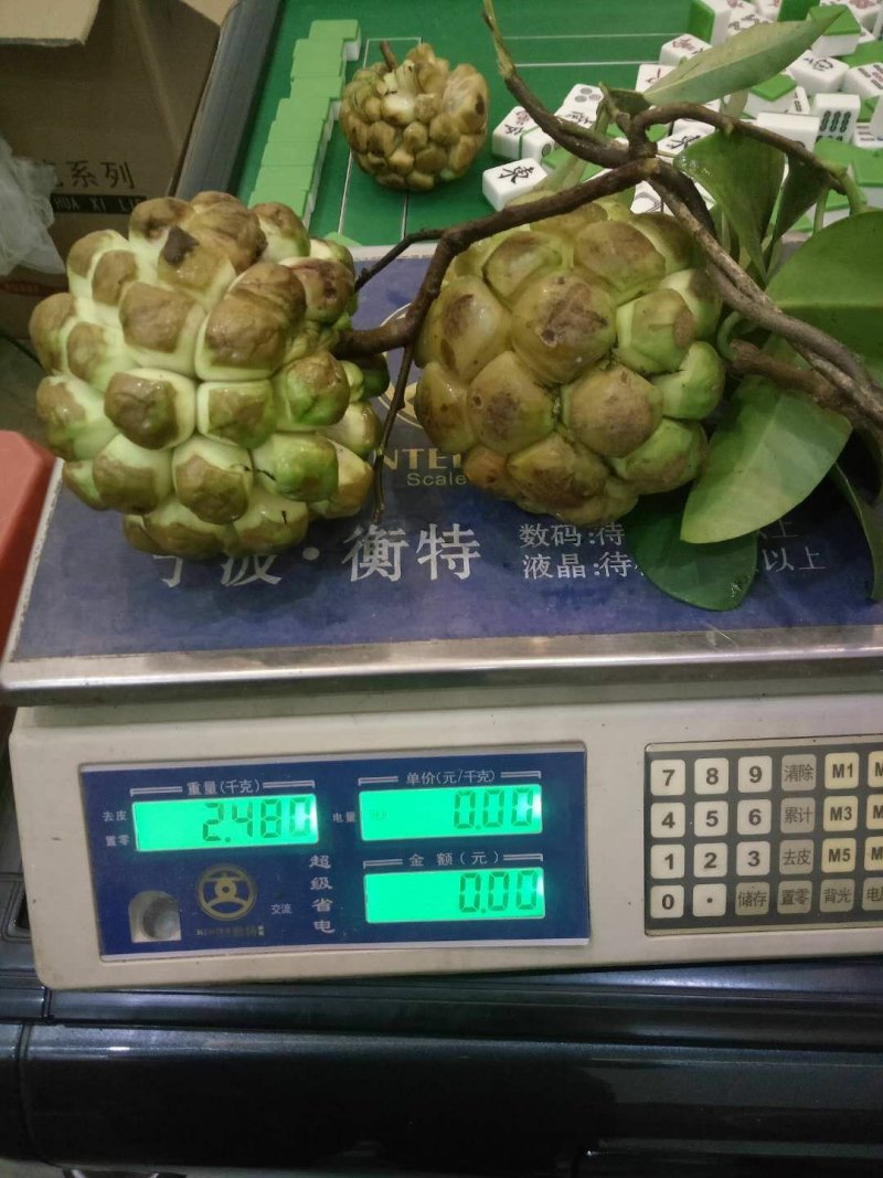 预售2019苗黑老虎10月发货