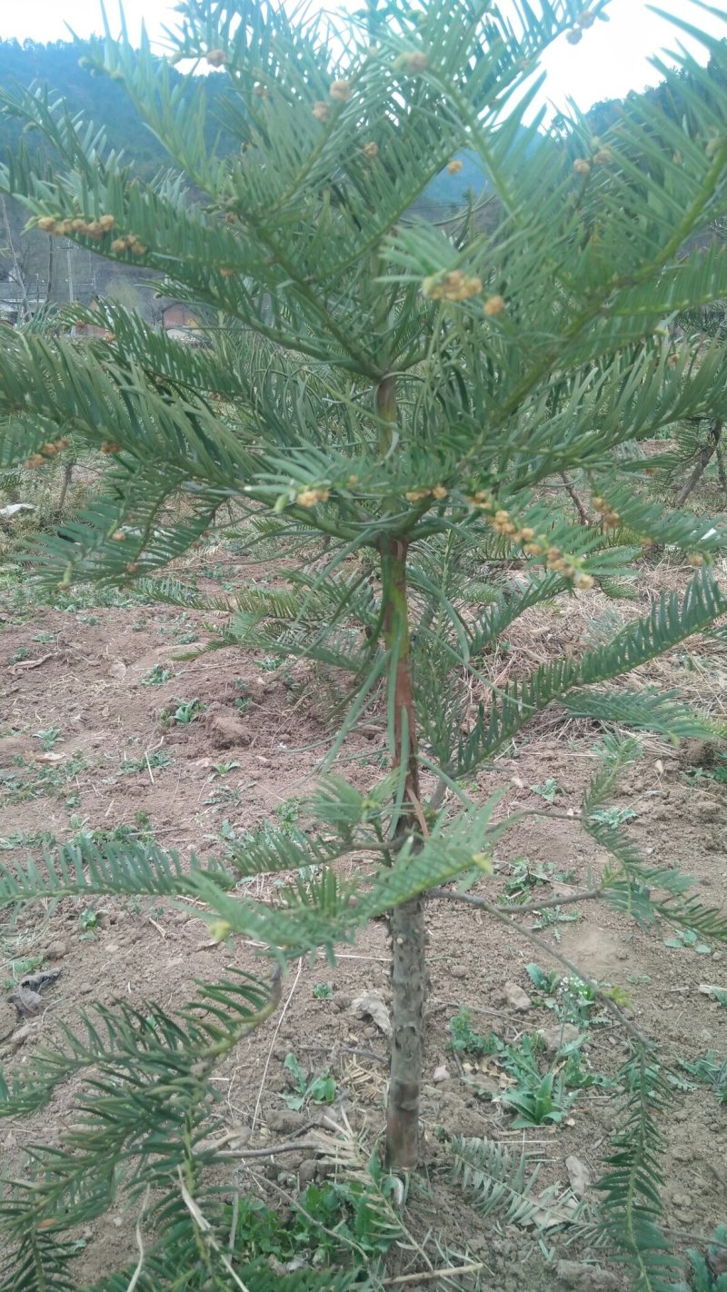 三尖杉苗木基地直销物美价廉欢迎选购