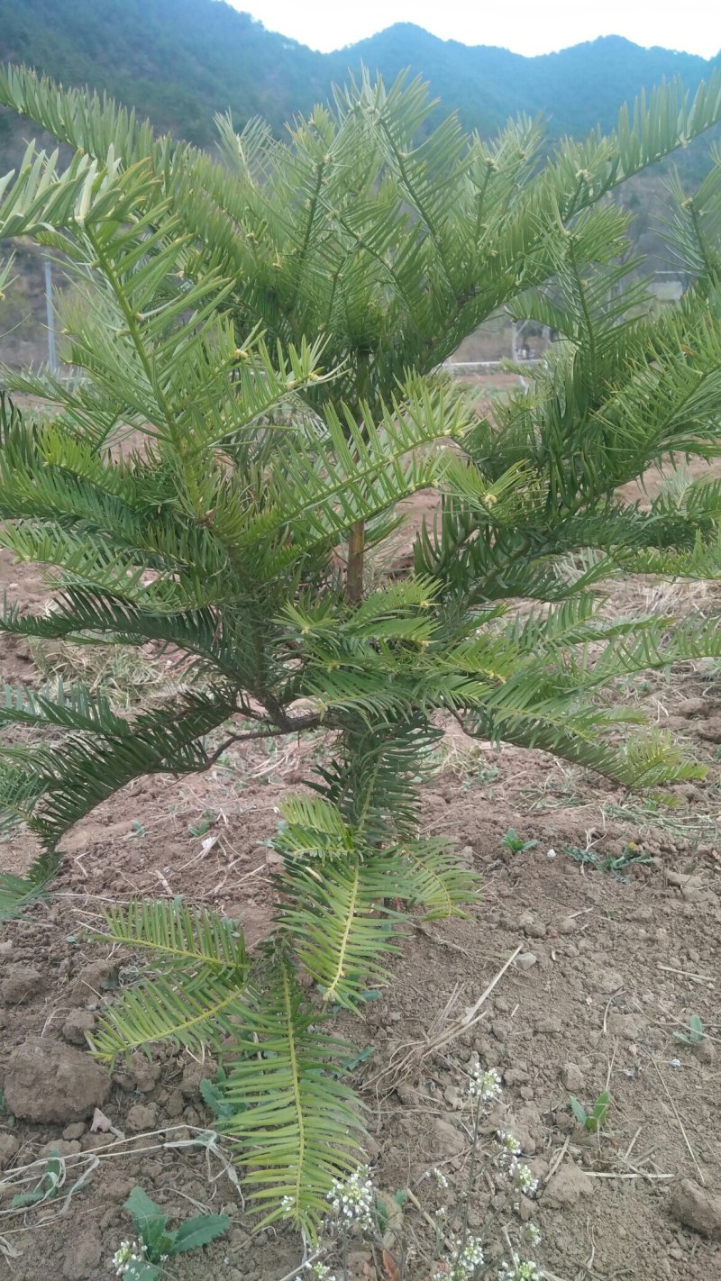 三尖杉苗木基地直销物美价廉欢迎选购