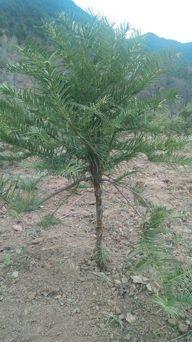 三尖杉苗木基地直销物美价廉欢迎选购