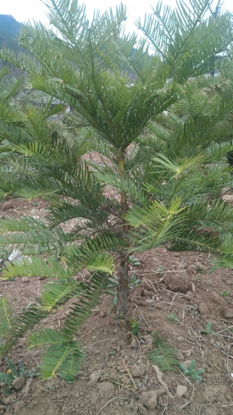 三尖杉苗木基地直销物美价廉欢迎选购