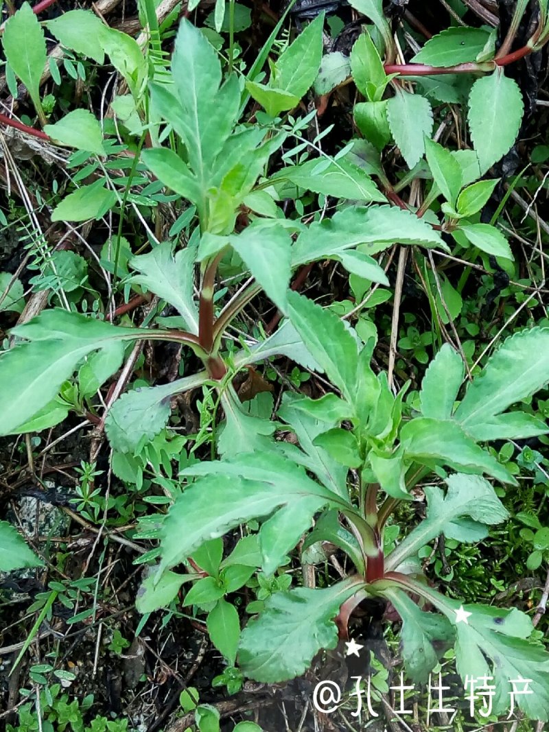 农家野生现摘苦菜苦斋婆酱败草新鲜野菜苦丁菜苦益菜