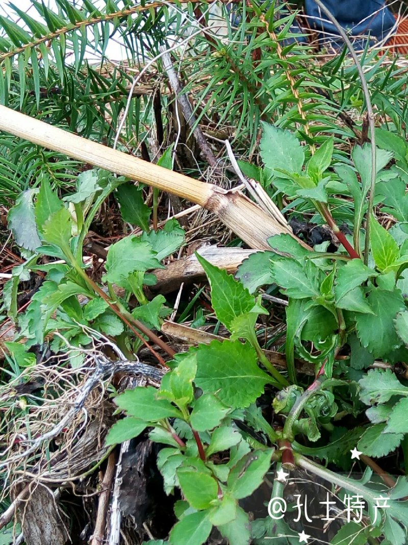 农家野生现摘苦菜苦斋婆酱败草新鲜野菜苦丁菜苦益菜