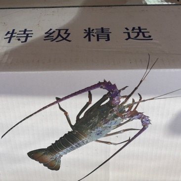 小青龙