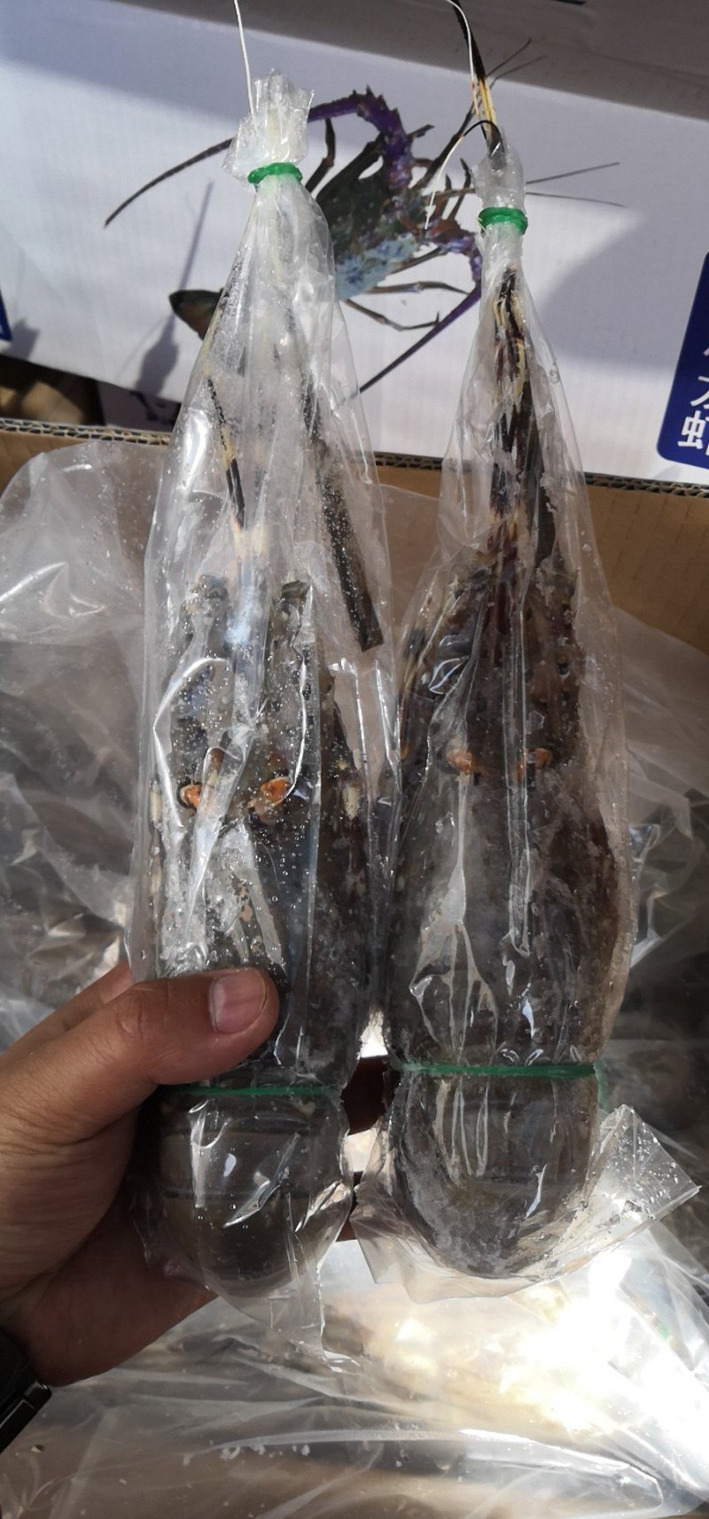 小青龙