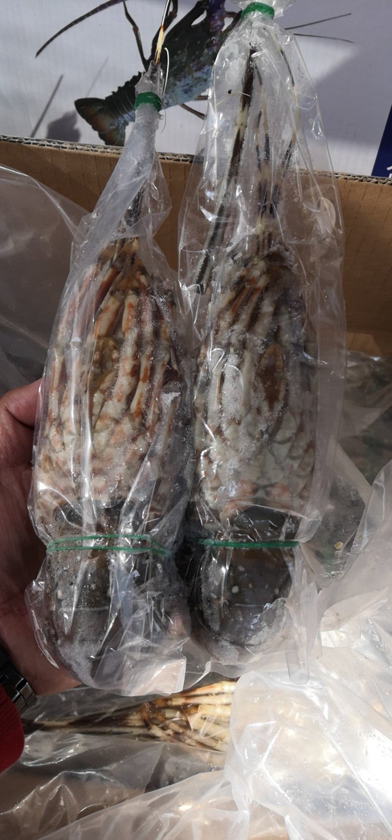 小青龙