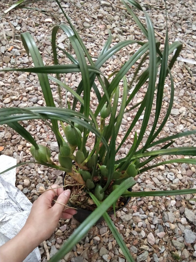 兰花咖啡兰