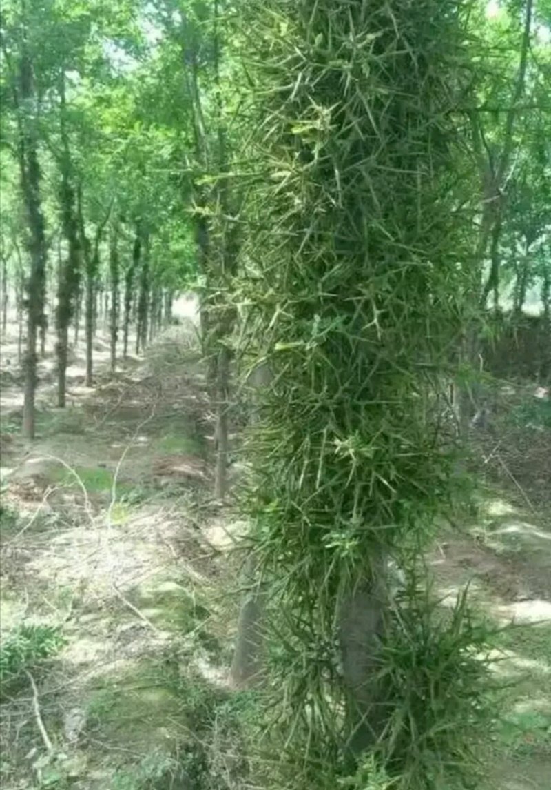 皂角大量现货供应可以实地考察