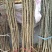 皂角大量现货供应可以实地考察