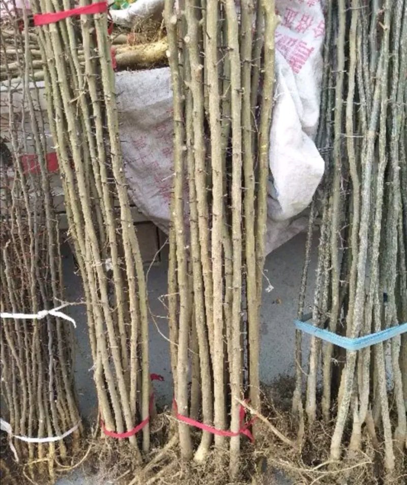 皂角大量现货供应可以实地考察