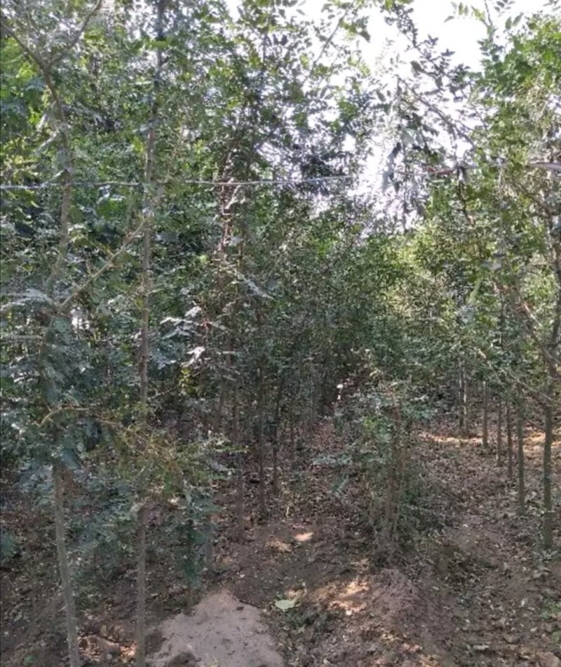 皂角大量现货供应可以实地考察