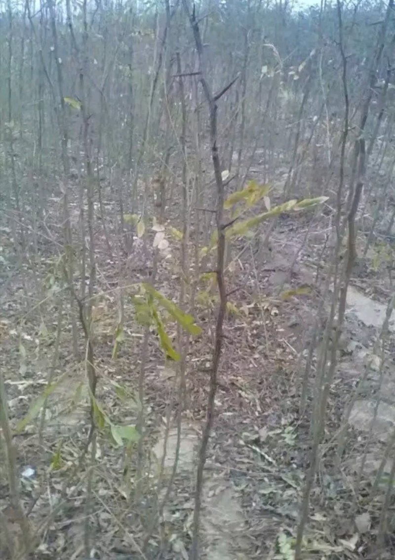 皂角大量现货供应可以实地考察