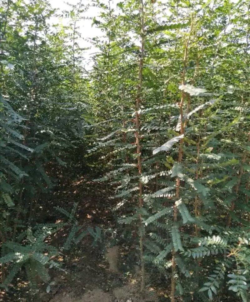 皂角大量现货供应可以实地考察