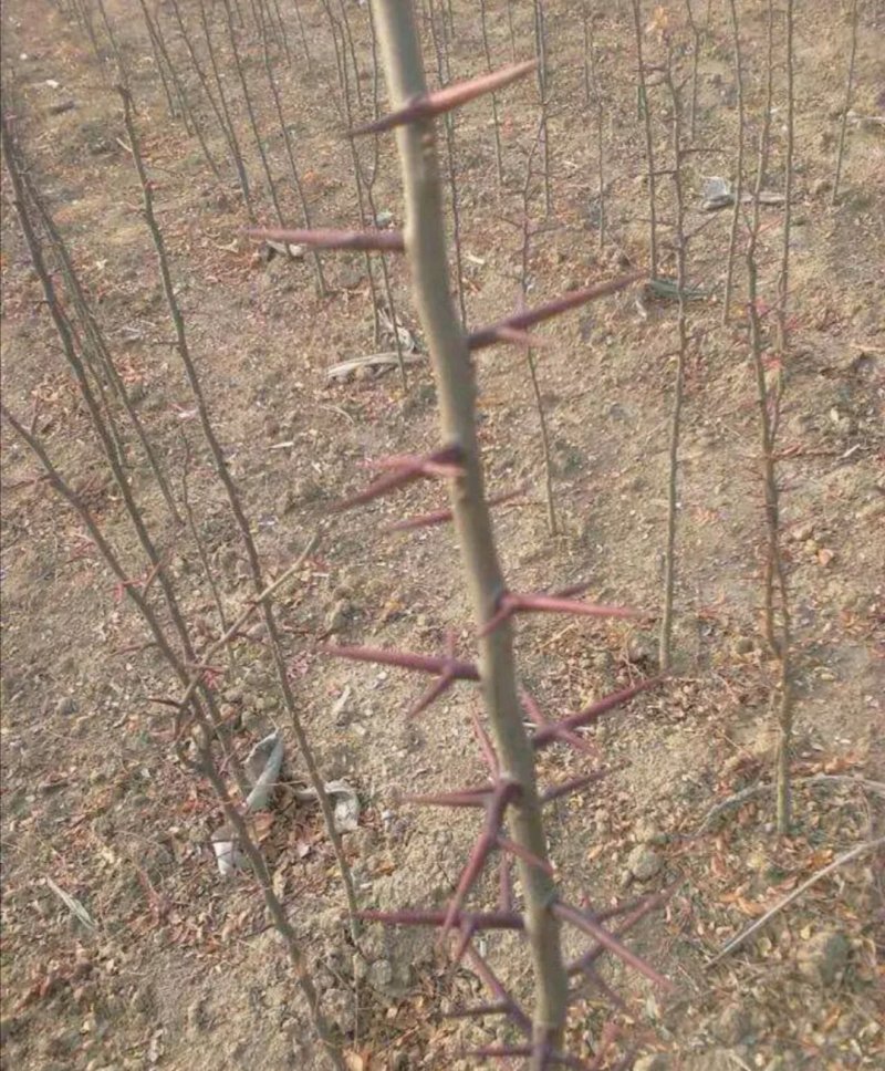 皂角大量现货供应可以实地考察