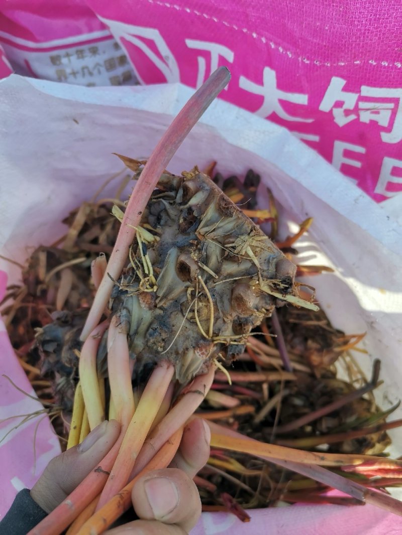睡莲
