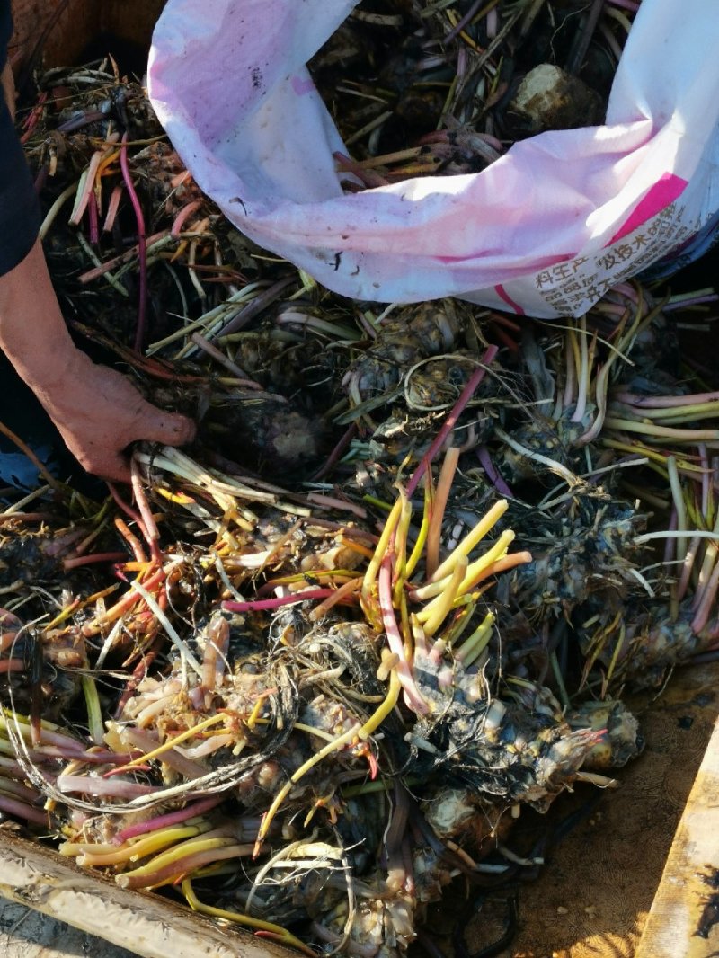 睡莲