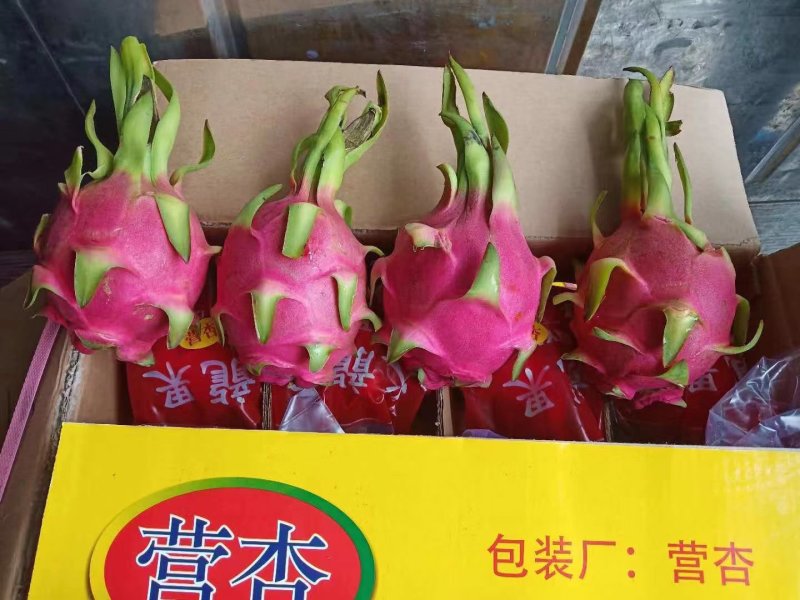 火龙果