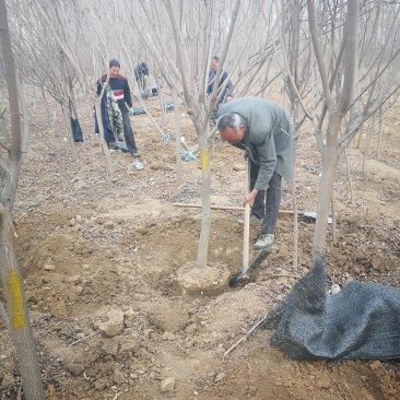 黄栌树大量现货供应可以实地考察