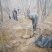 黄栌树大量现货供应可以实地考察