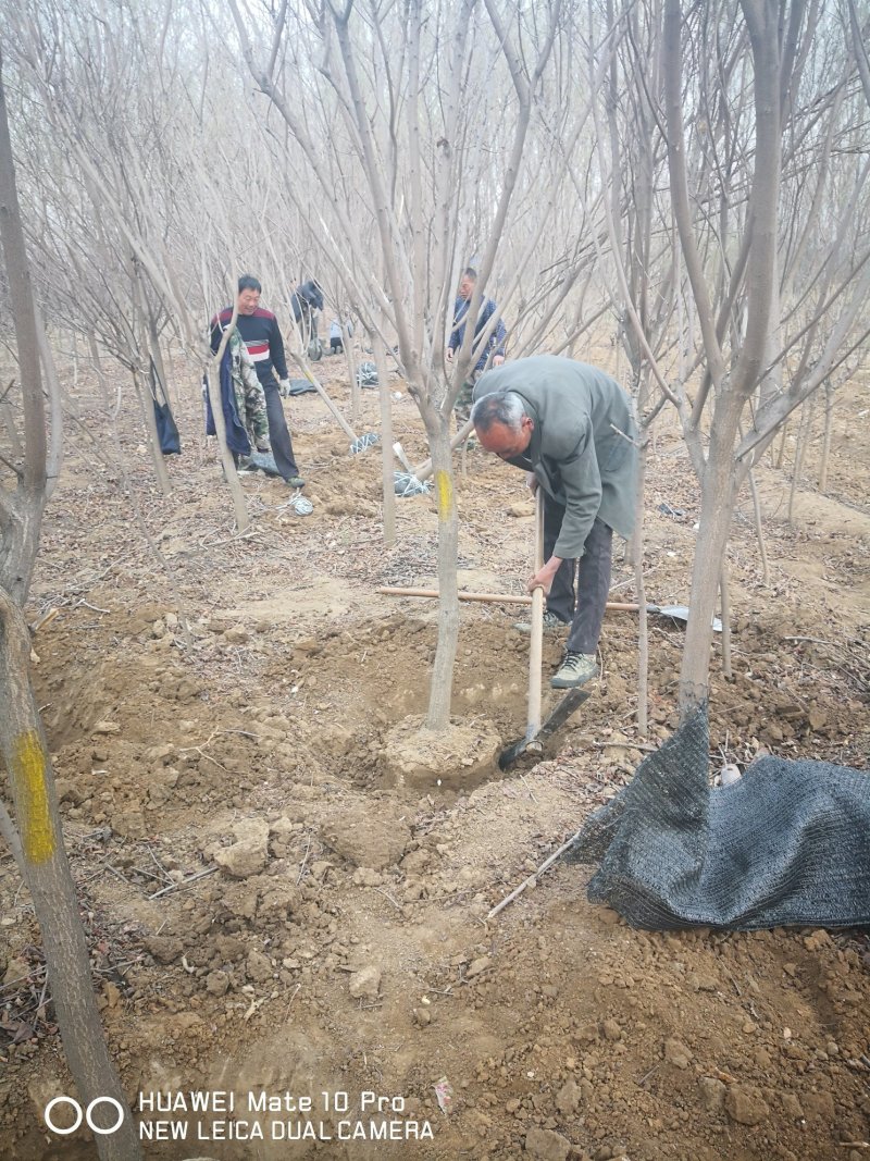 黄栌树大量现货供应可以实地考察
