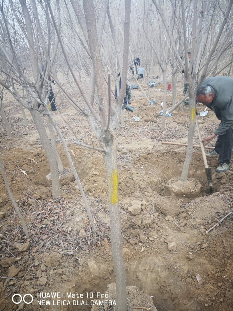 黄栌树大量现货供应可以实地考察