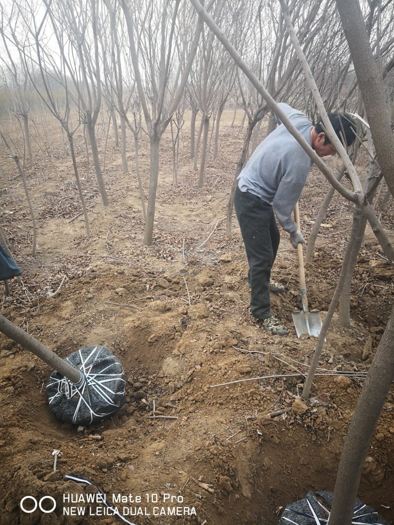 黄栌树大量现货供应可以实地考察