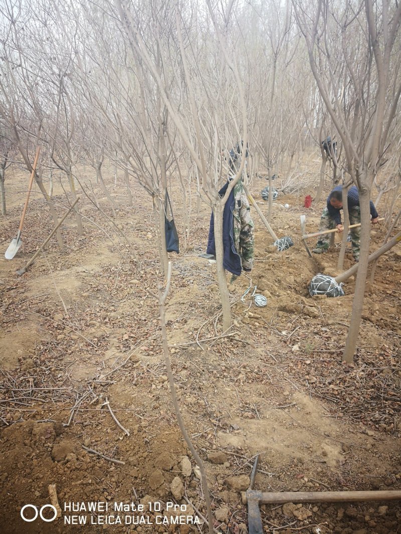 黄栌树大量现货供应可以实地考察