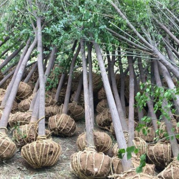 丝绵木各个规格（三到十五公分）