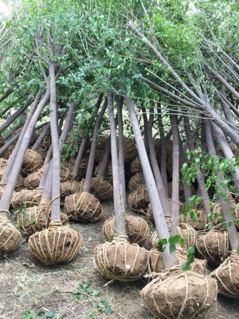 丝绵木各个规格（三到十五公分）
