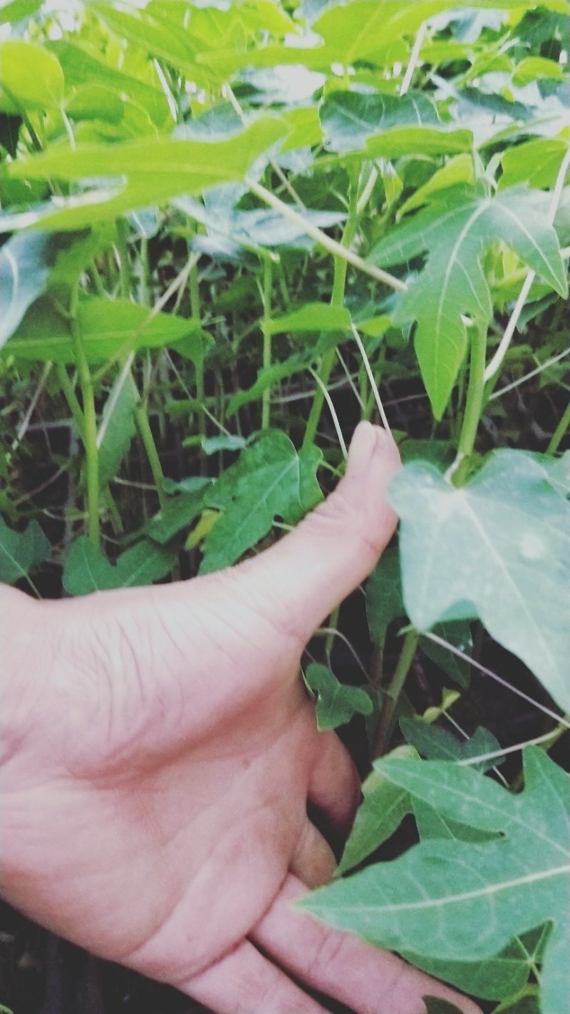 青皮红肉水果木瓜苗木瓜苗水果木瓜苗红心木瓜苗
