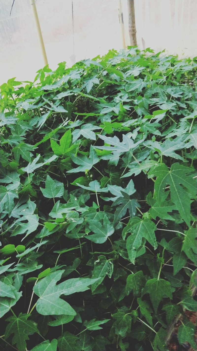 青皮红肉木瓜苗黄金木瓜苗红妃木瓜苗水果木瓜苗