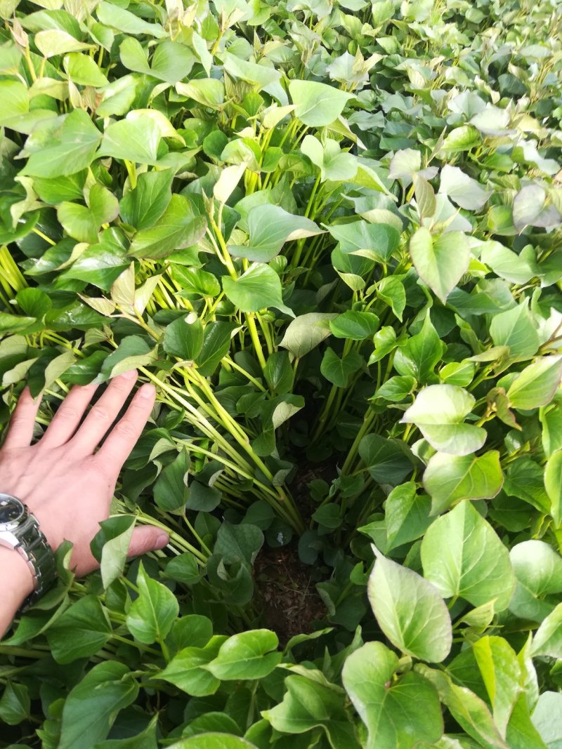 秦薯五号红薯苗